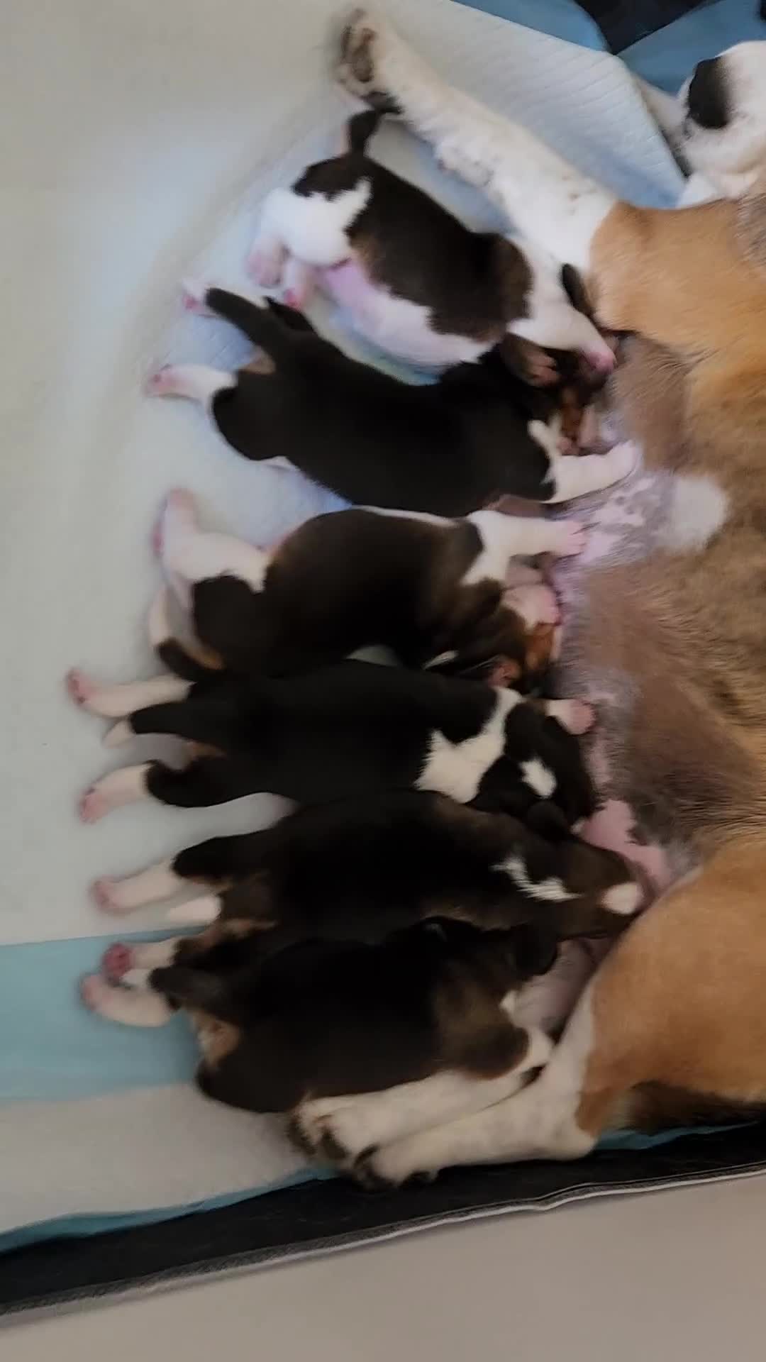 Beagle dogs for sale: Sweet litter of tri-colored beagle - Video 1