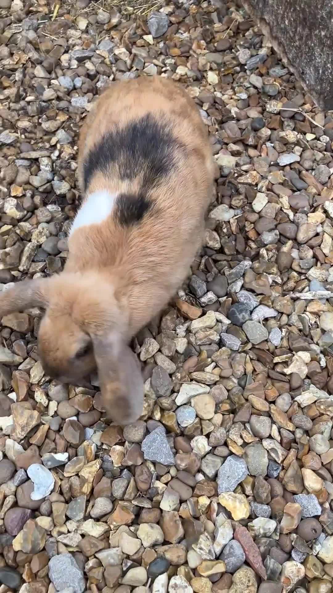 Mini Lop rabbits for sale: Female bunny - Video 1