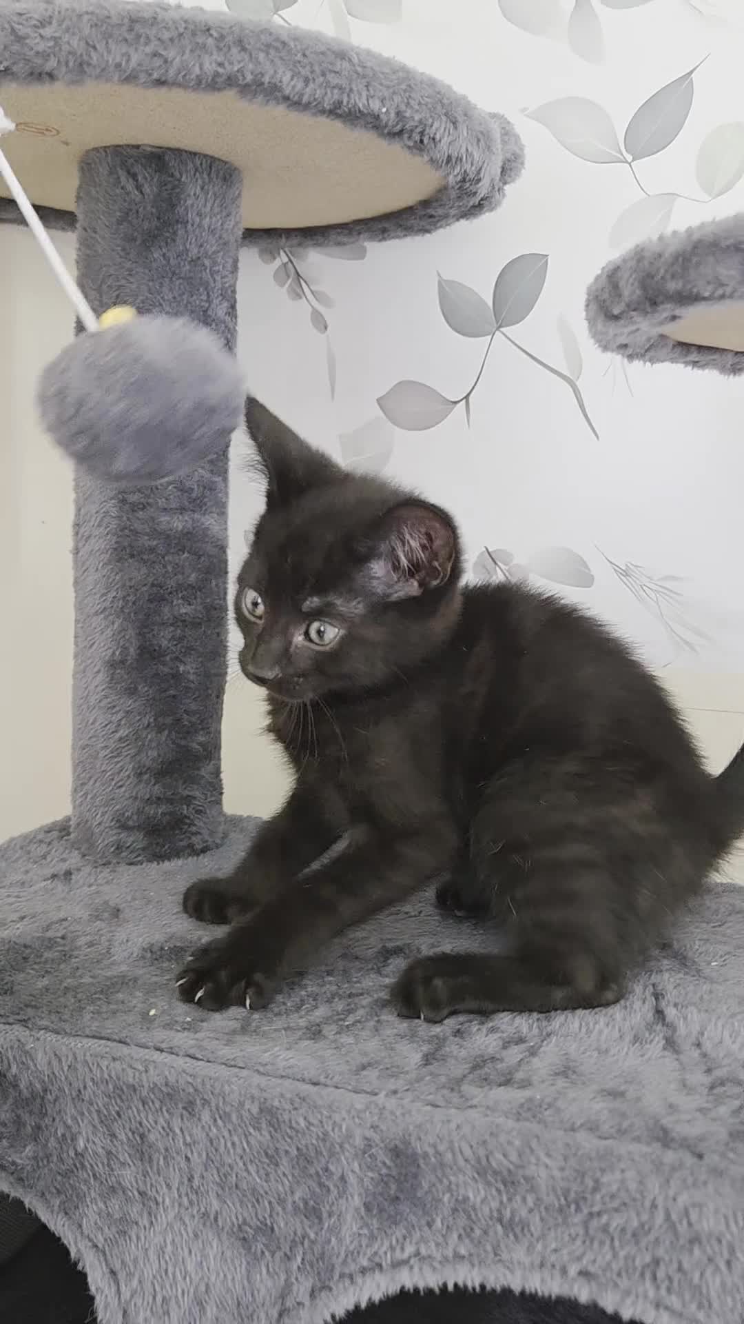 Mixed Breed cats for sale: Beautiful kittens looking for their forever homes  - Video 2