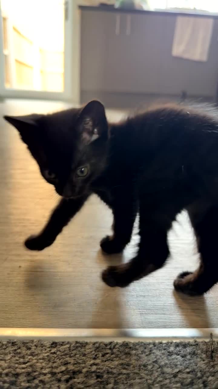 Mixed Breed cats for sale: Siamese X Longhaired Tabbys - Video 4