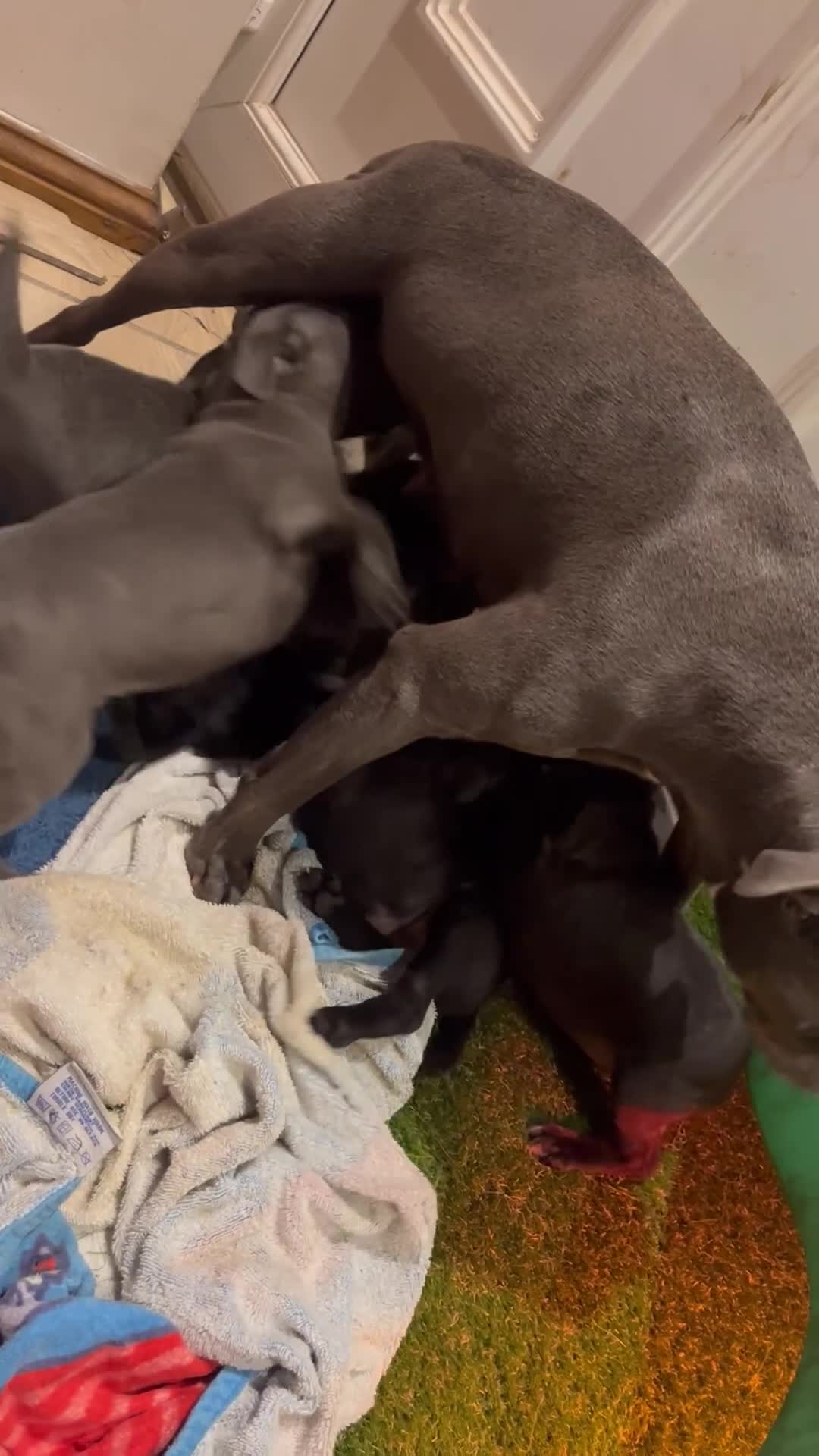 Staffordshire Bull Terrier dogs for sale: Six stunning Staffordshire bull terrier pups  - Video 1