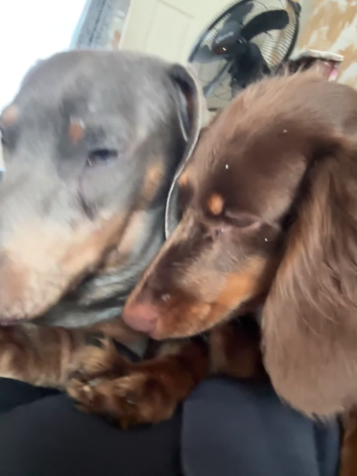 Miniature Dachshund dogs for sale: Male and female miniature dachshunds  - Video 1