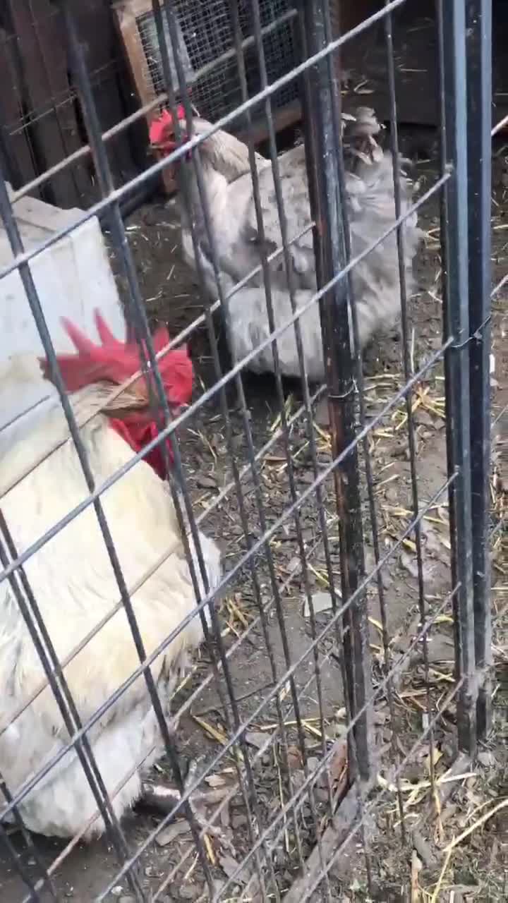 Chickens poultry for sale: Orpington  - Video 3