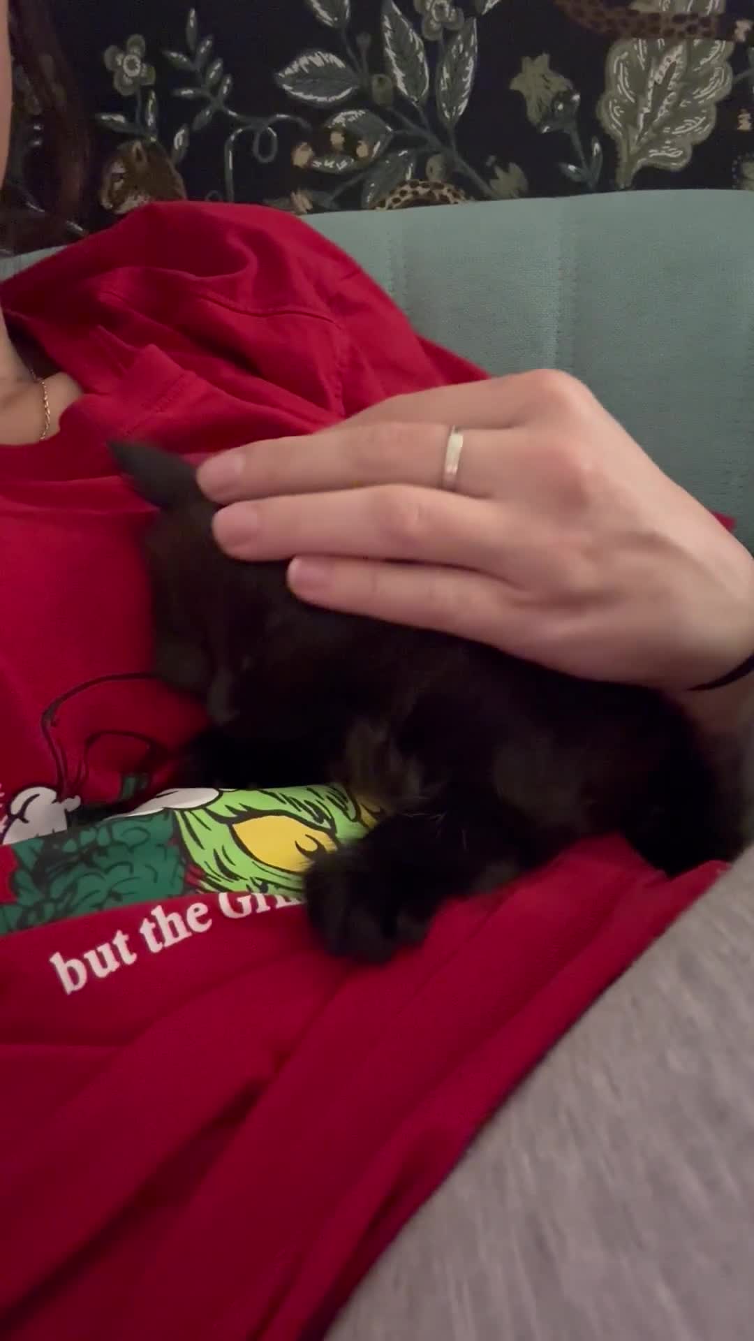 Mixed Breed cats for sale: Kitten for sale - Video 1