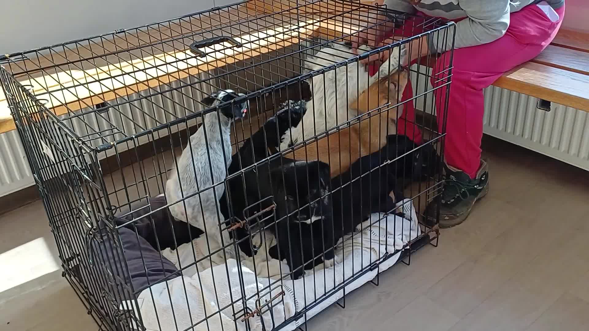 Mixed Breed dogs for adoption: 🐾💛 DOTTY – The Sweet, Gentle Little Soul 💛🐾 - Video 1