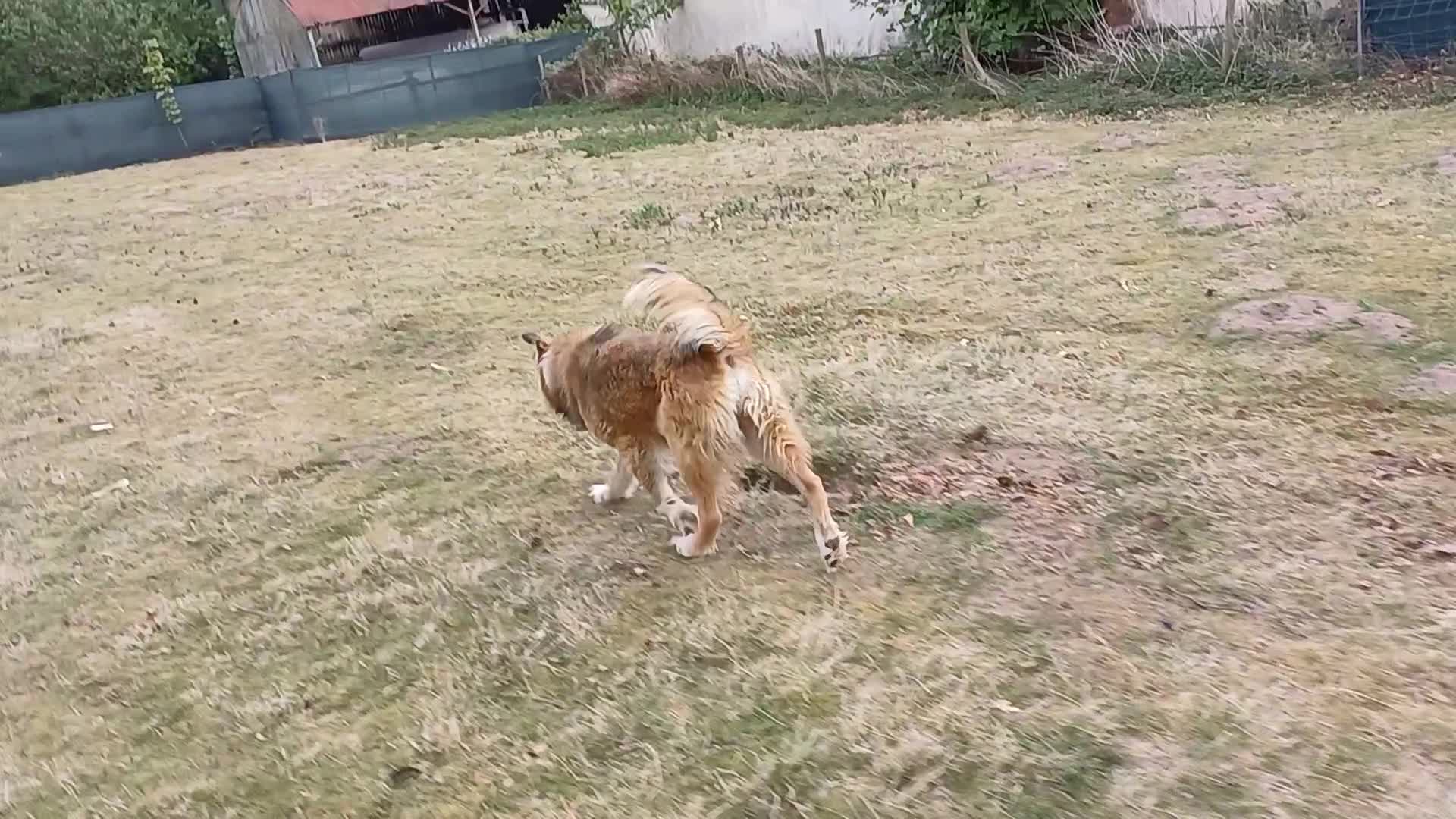 Mixed Breed dogs for adoption: BENNY - a loyal and gentle boy for a Loving Home - Video 2