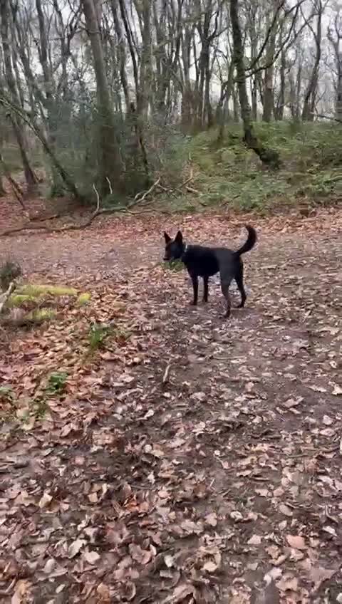 Mixed Breed dogs for adoption: Pango needs a forever home - Video 2