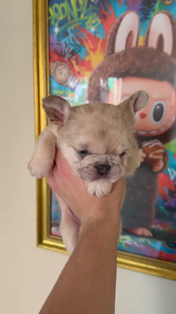 French Bulldog dogs for sale: FRENCHIE BOY’S - Video 1