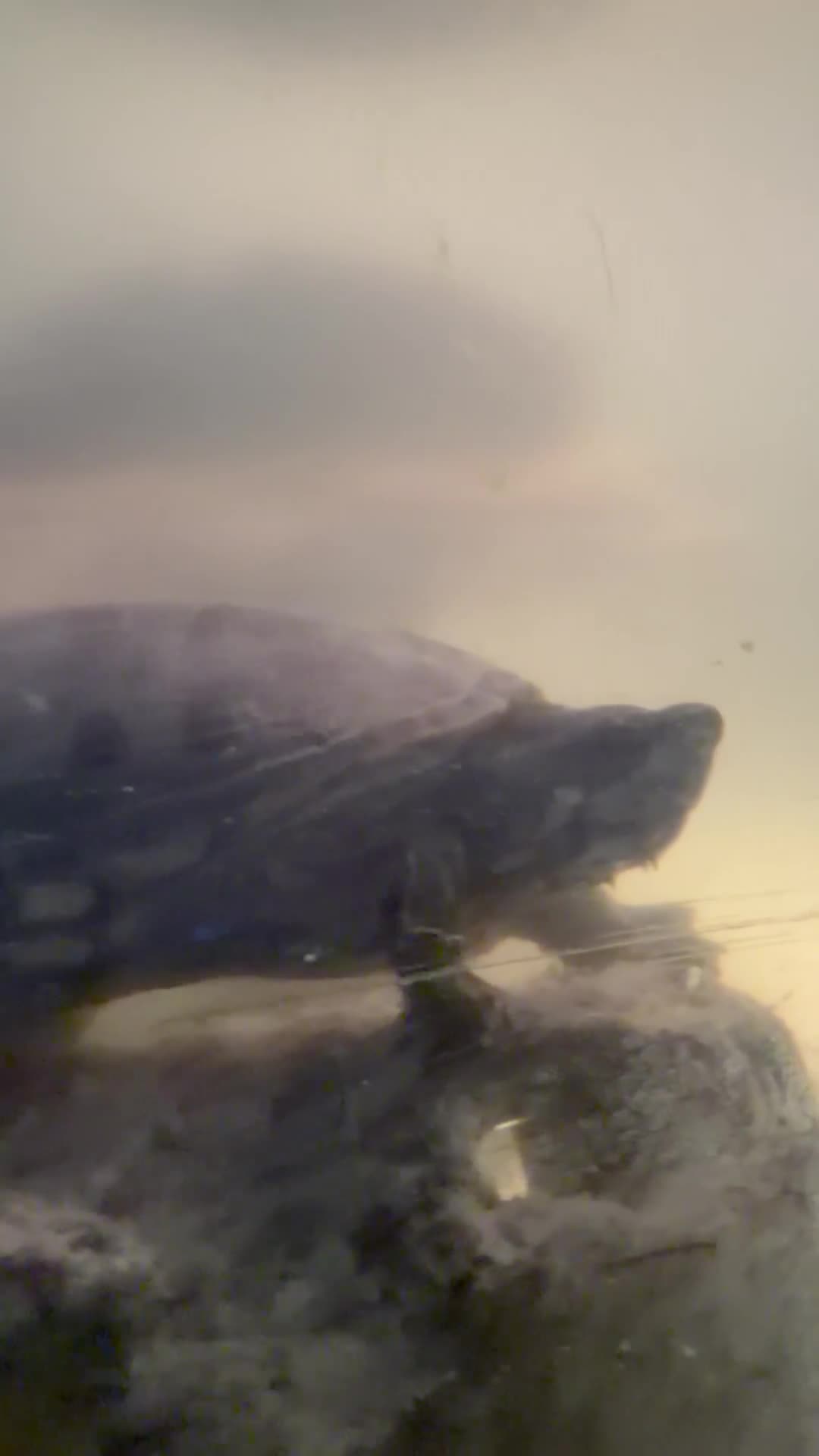Turtle reptiles for sale: Two musk turtles with full setup and stand for 250 in Cheadle - Video 1