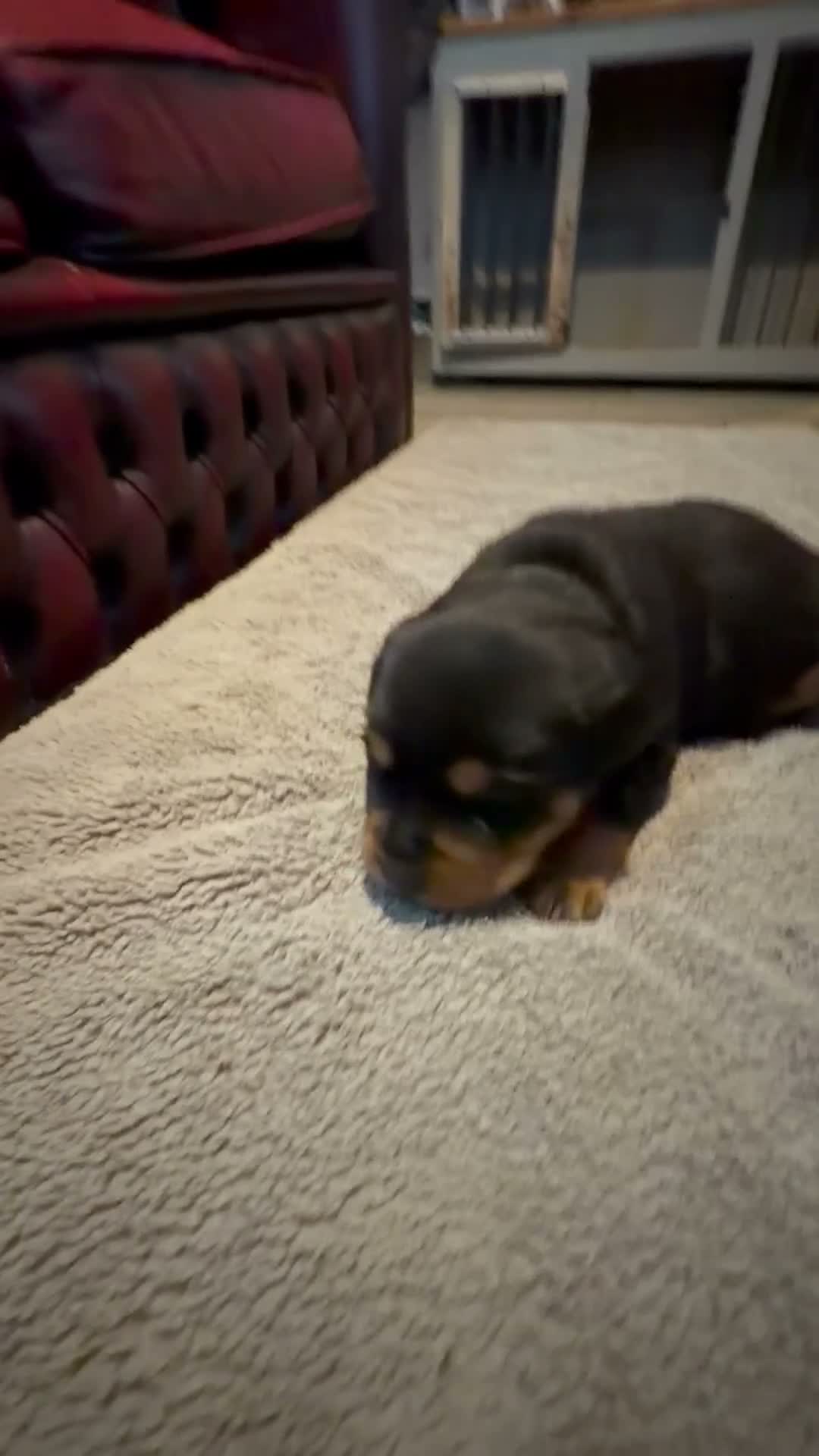 Rottweiler dogs for sale: STUNNING KC REGISTERED PUPPIES  - Video 1