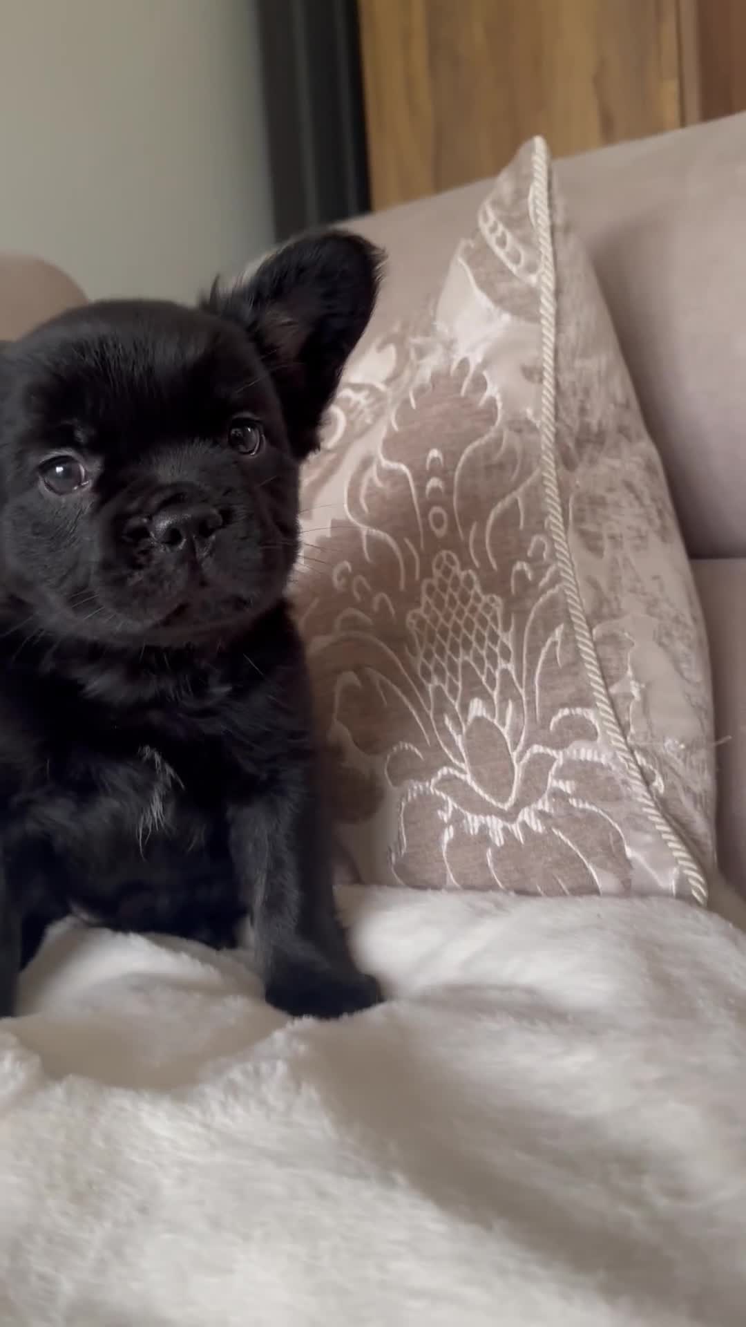 French Bulldog dogs for sale: Fluffy Frenchie Merle / Rojo & Tan REDUCED📥 - Video 2