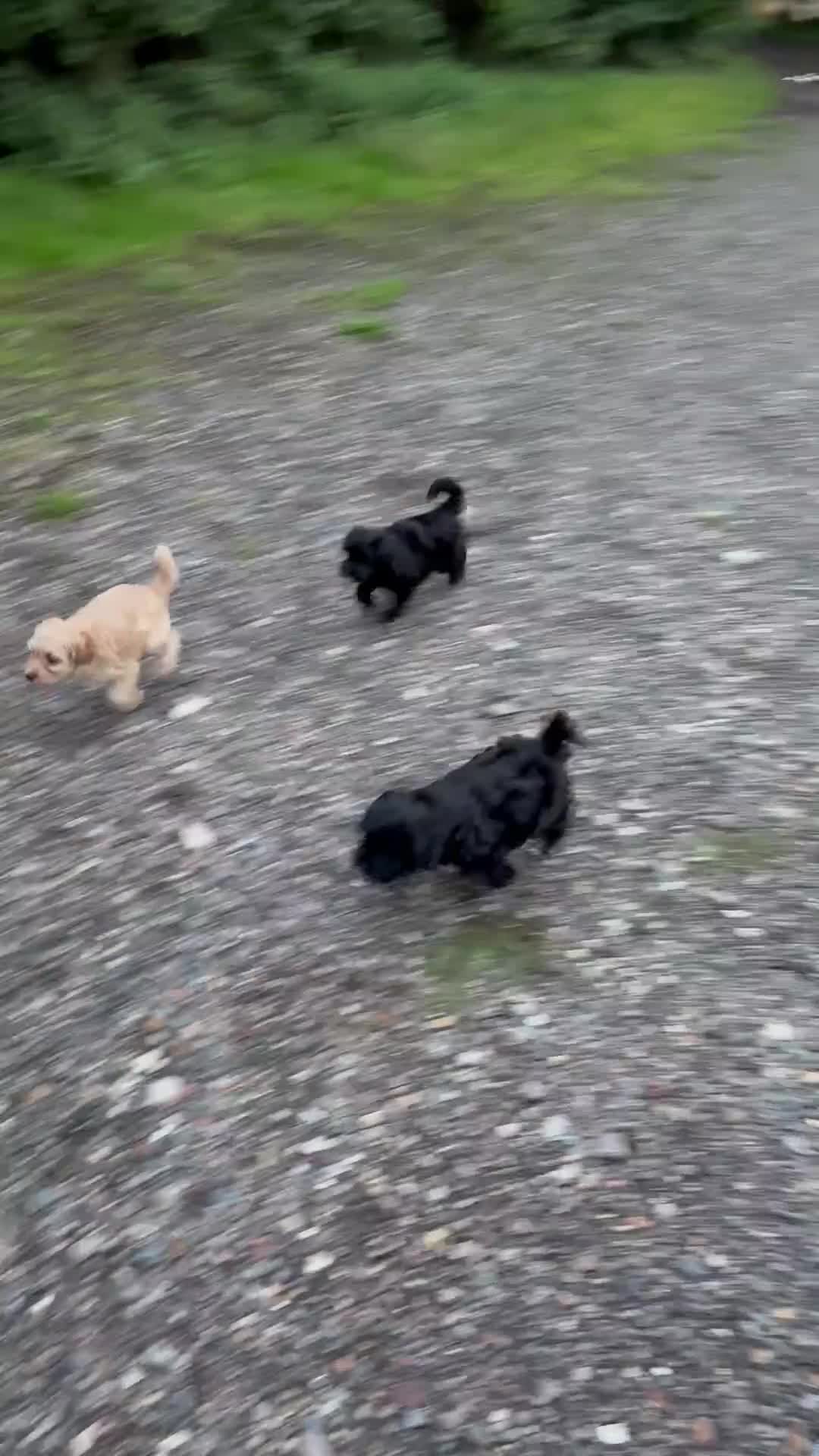 Yorkiepoo dogs for sale: Yorkiepoo pups - Video 3