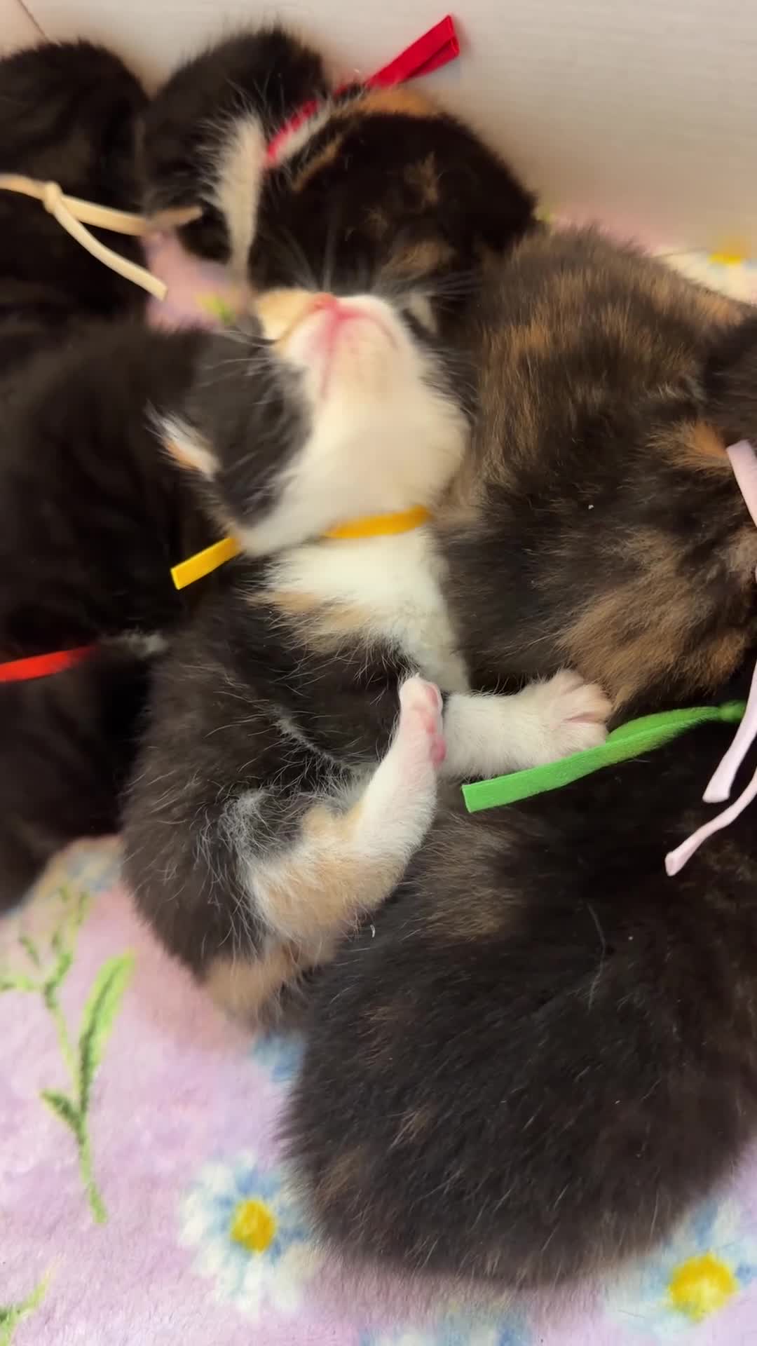 Domestic Shorthair cats for sale: FEMALE kitten for sale 🐾 - Video 1