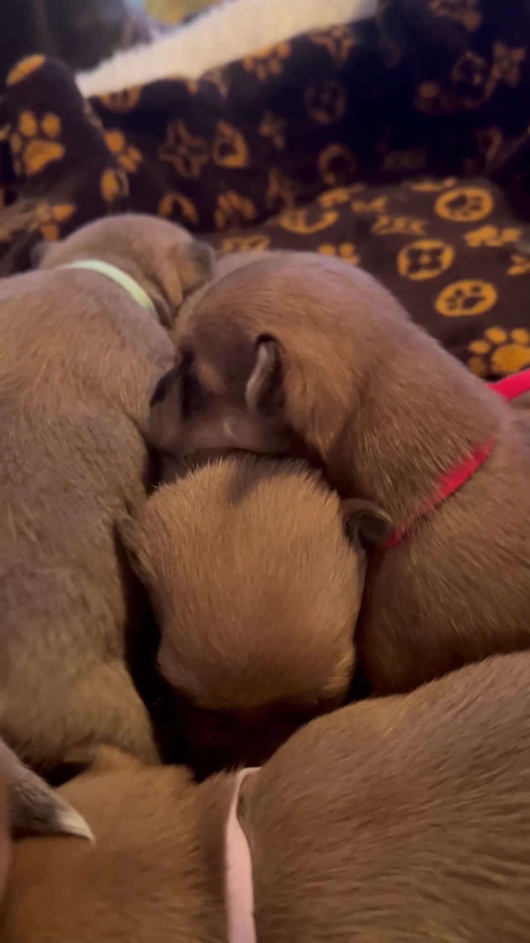 Pomchi dogs for sale: Beautiful Pomchi girls - Video 2