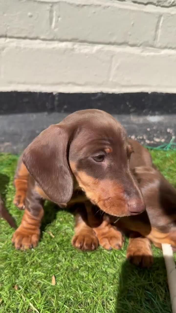 Miniature Dachshund dogs for sale: ONLY 2 LEFT!! KC Miniature Dachshund Puppies - Video 1