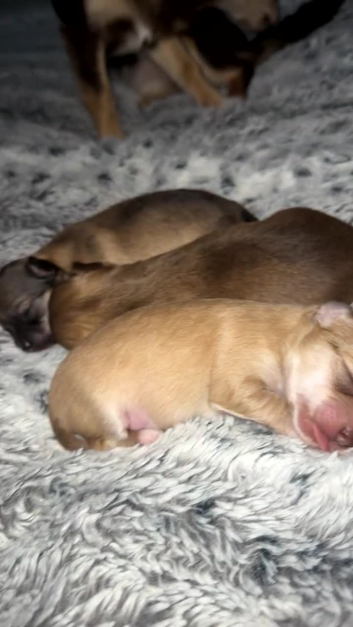 Chihuahua dogs for sale:  **  CHIHUAHUAS  - Video 3