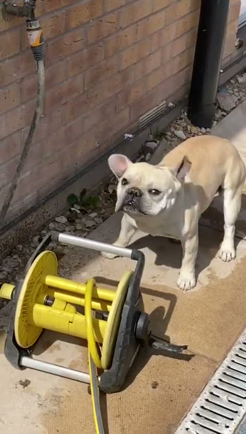 French Bulldog dogs for stud: French bulldog stud  - Video 1