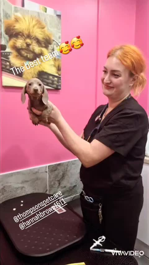 Miniature Dachshund dogs for sale: Kc Mini Dachshunds - Video 1