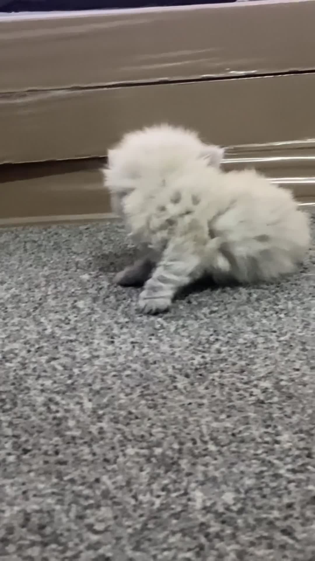 Persian cats for sale: 2 beautiful and lively Persians for sale  - Video 3