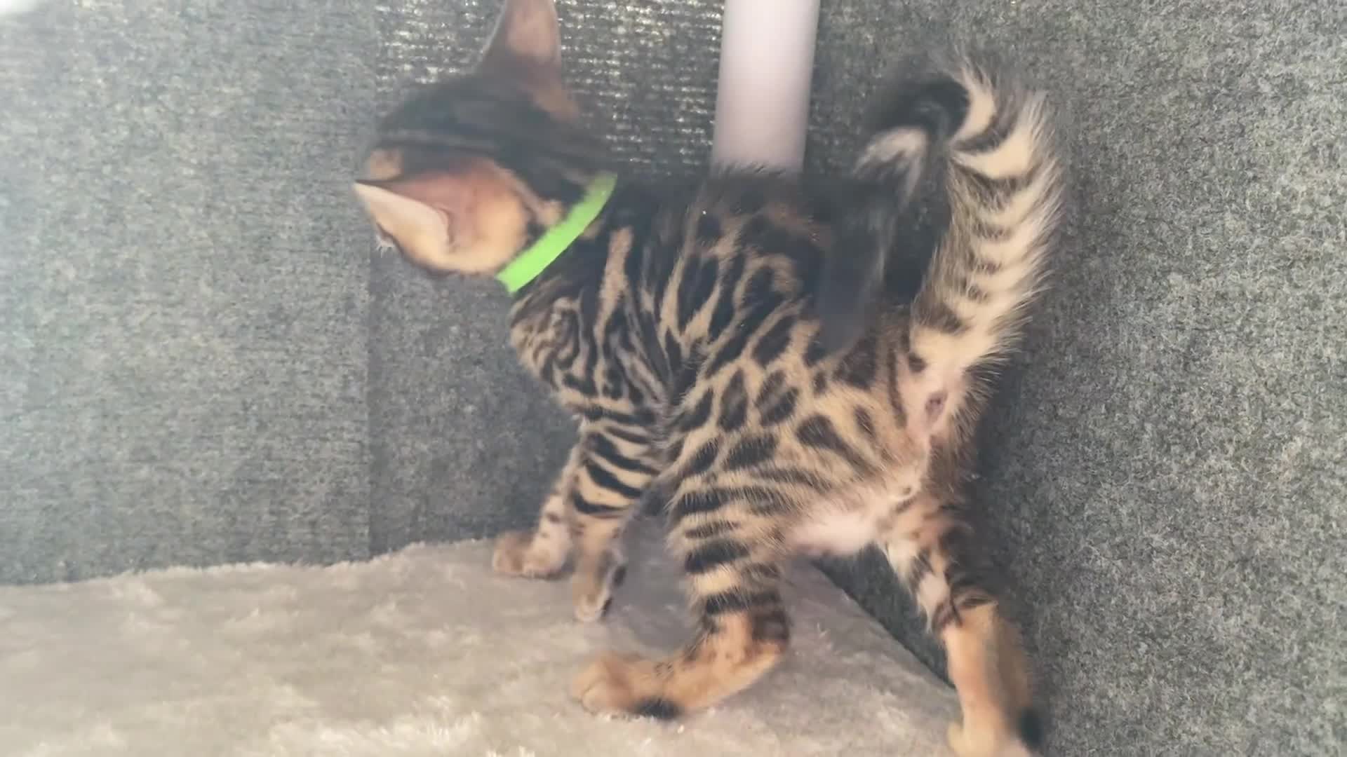 Bengal cats for sale: ⭐️ 1 LEFT!! - STUNNING TICA REG BENGAL CUBS ⭐️ - Video 3