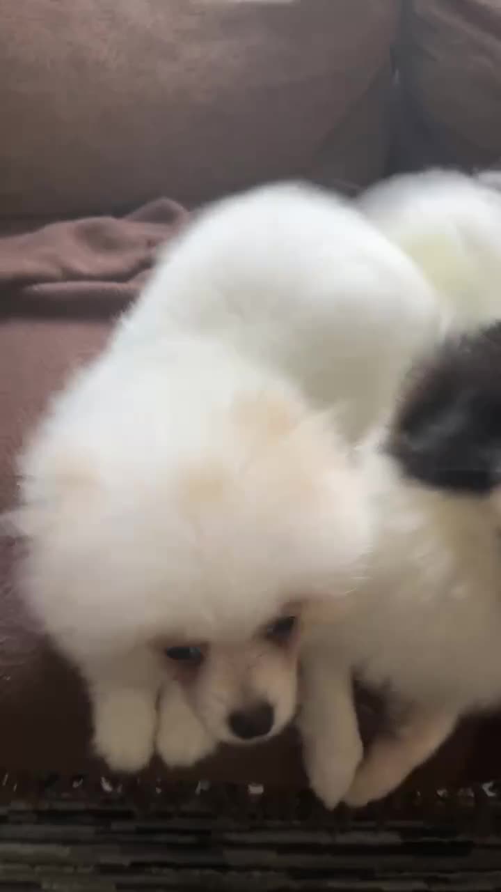 Pomeranian dogs for sale: Pomeranian Female Ready - Video 3