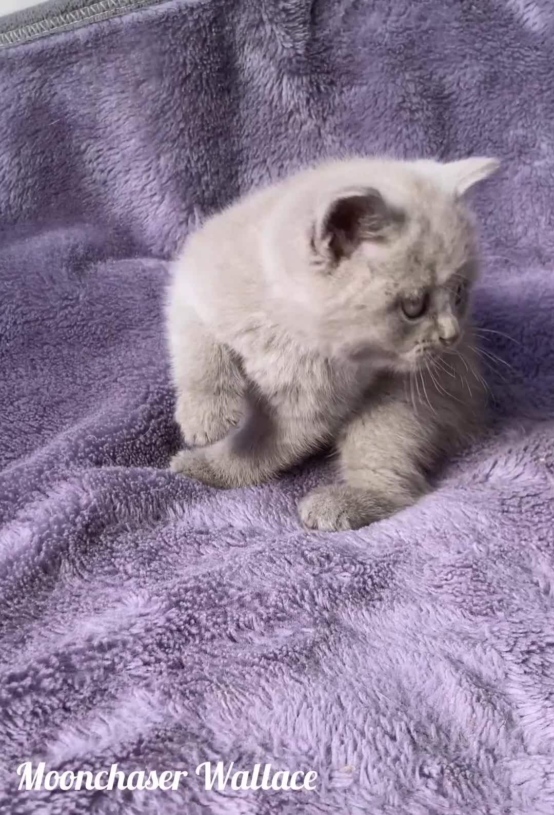 British Longhair cats for sale: Stunning British Longhair Boys TICA Registered - Video 4