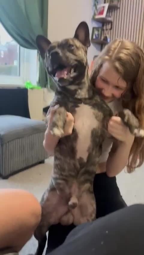 Mixed Breed dogs for sale: Staff x French bull dog looking for forever home - Video 3