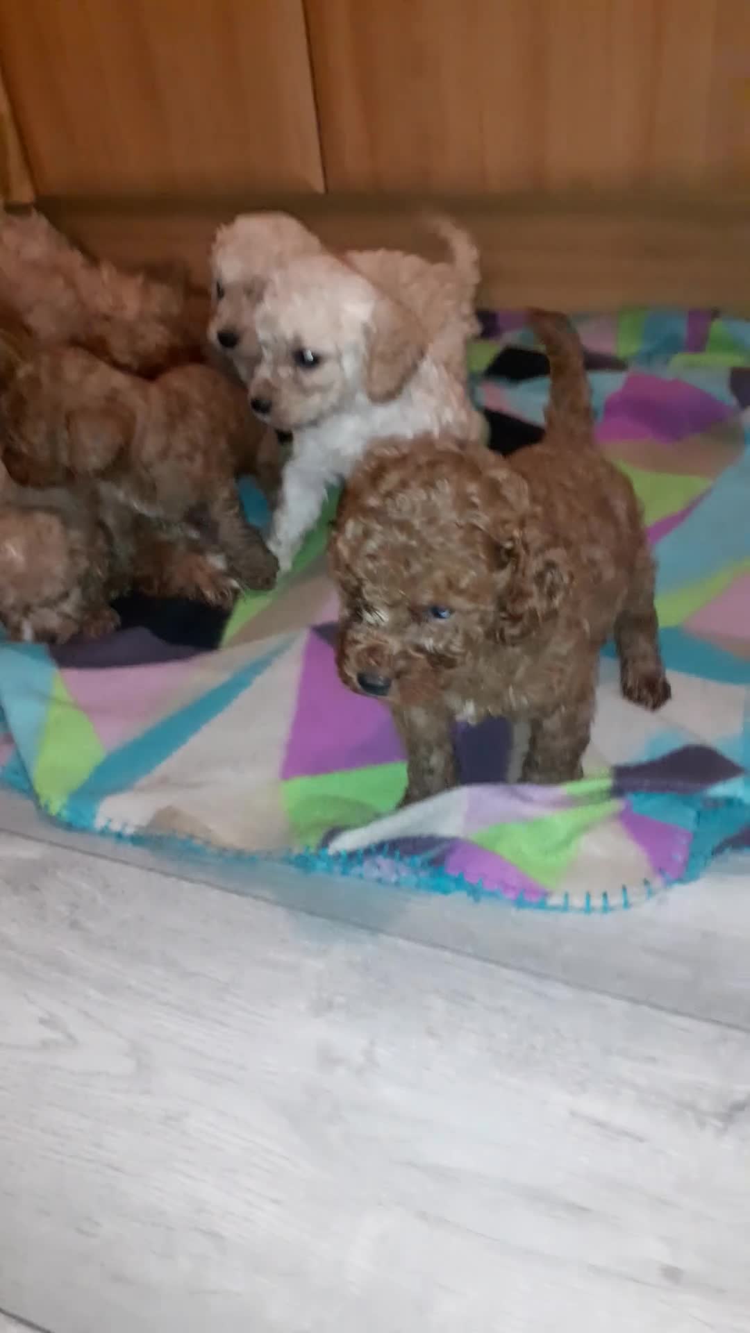 Cavapoo dogs for sale: Cavapoo pups for sale - Video 2