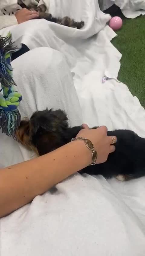Yorkshire Terrier dogs for sale: 7 male Yorkshire terriers ready to leave.  - Video 5