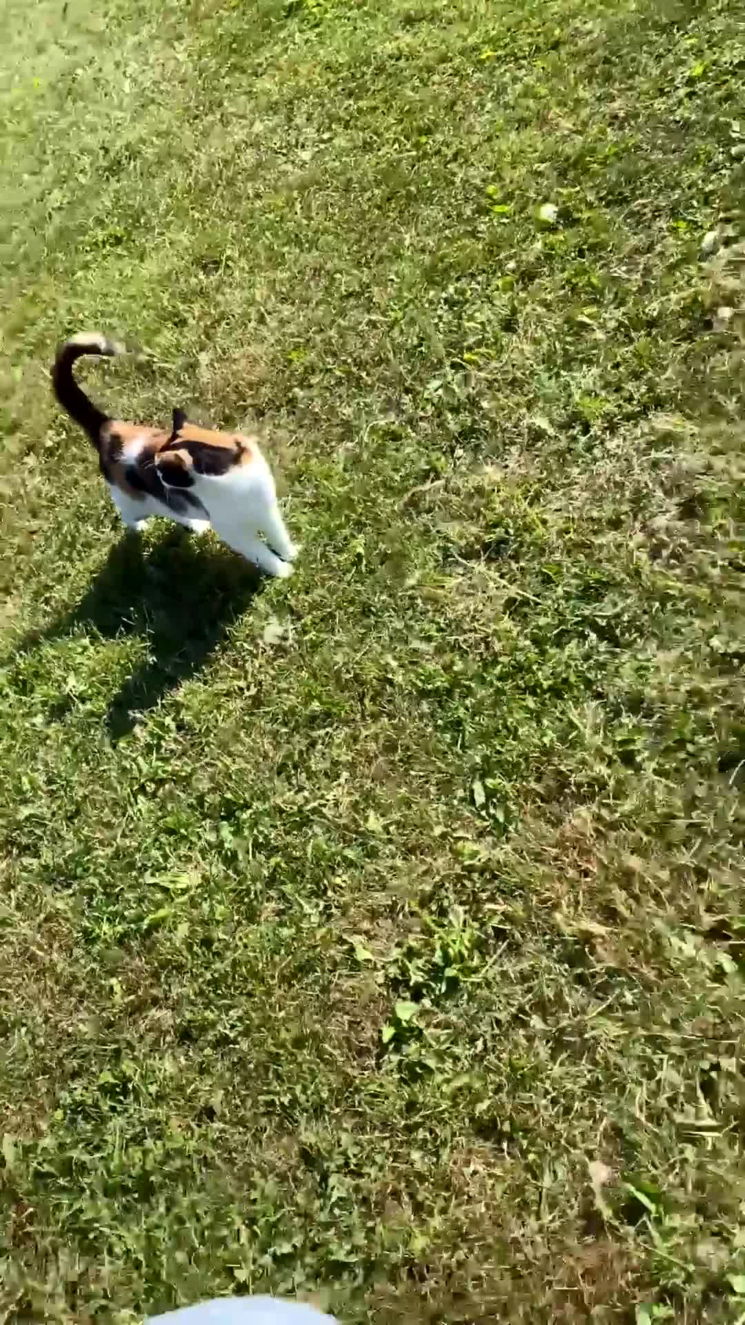Domestic Shorthair cats for sale: Loving cat free to a loving home - Video 1