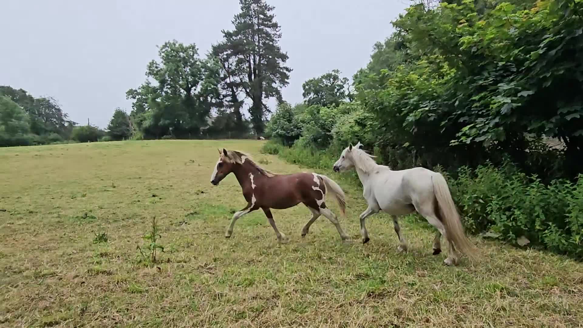 Welsh Section D horses for sale: Red & white filly Welsh pb  - Video 2
