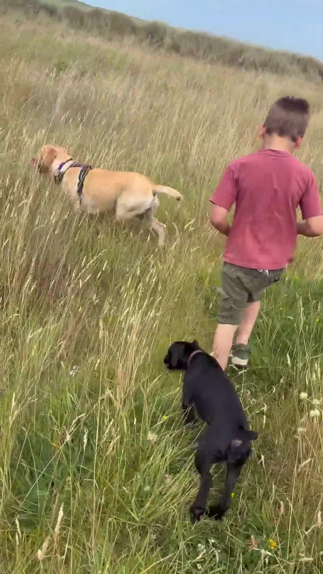 Mixed Breed dogs for sale: Patterdale cross  in Redcar - Video 1