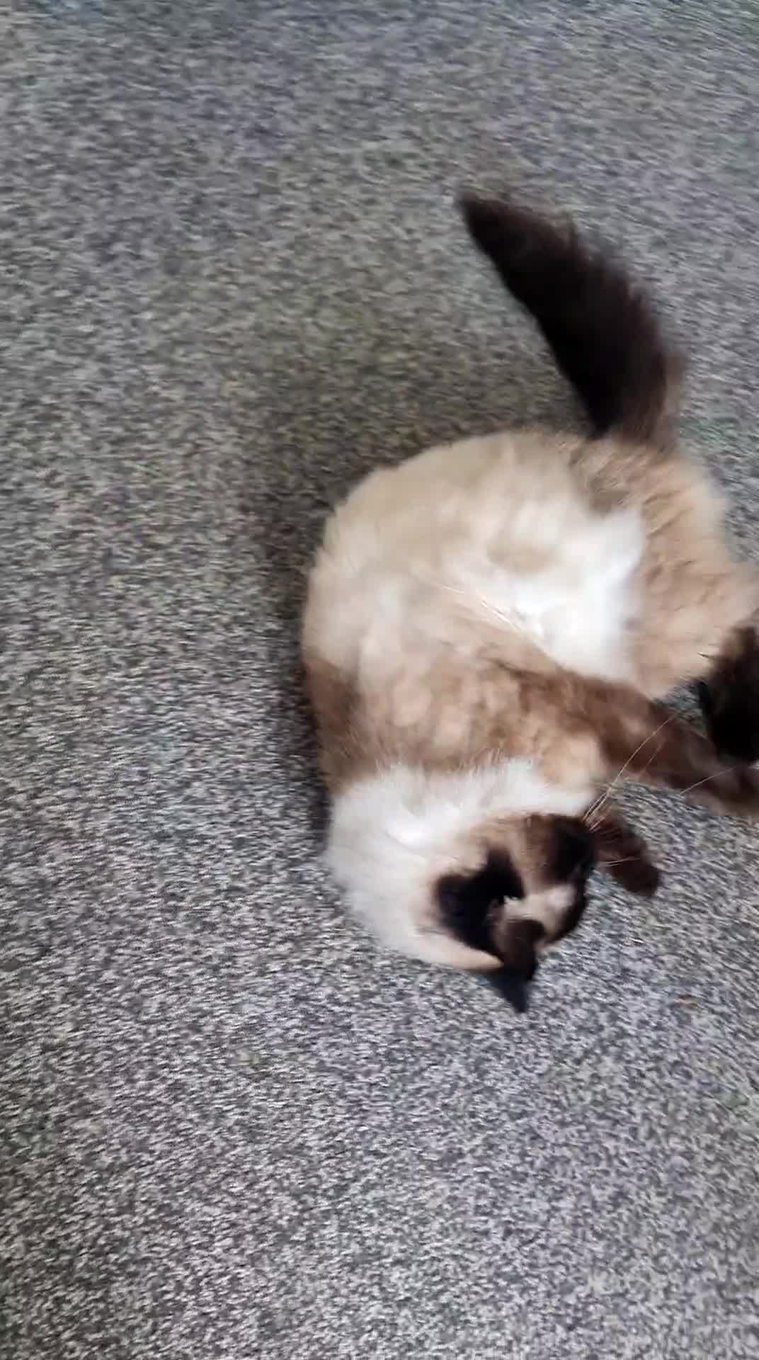 Ragdoll cats for sale: Beautiful Ragdoll for her forever home - Video 1