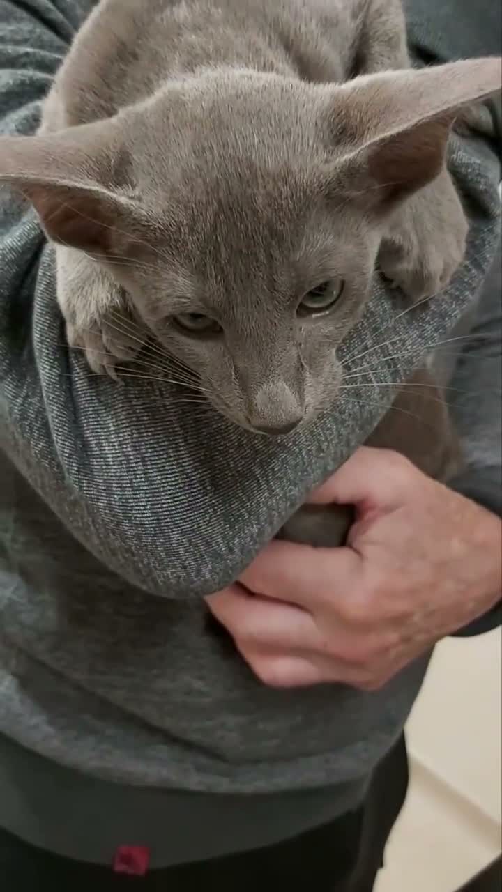 Oriental cats for sale: FULL Pedigree Oriental XL size ears GCCF1380 - Video 1