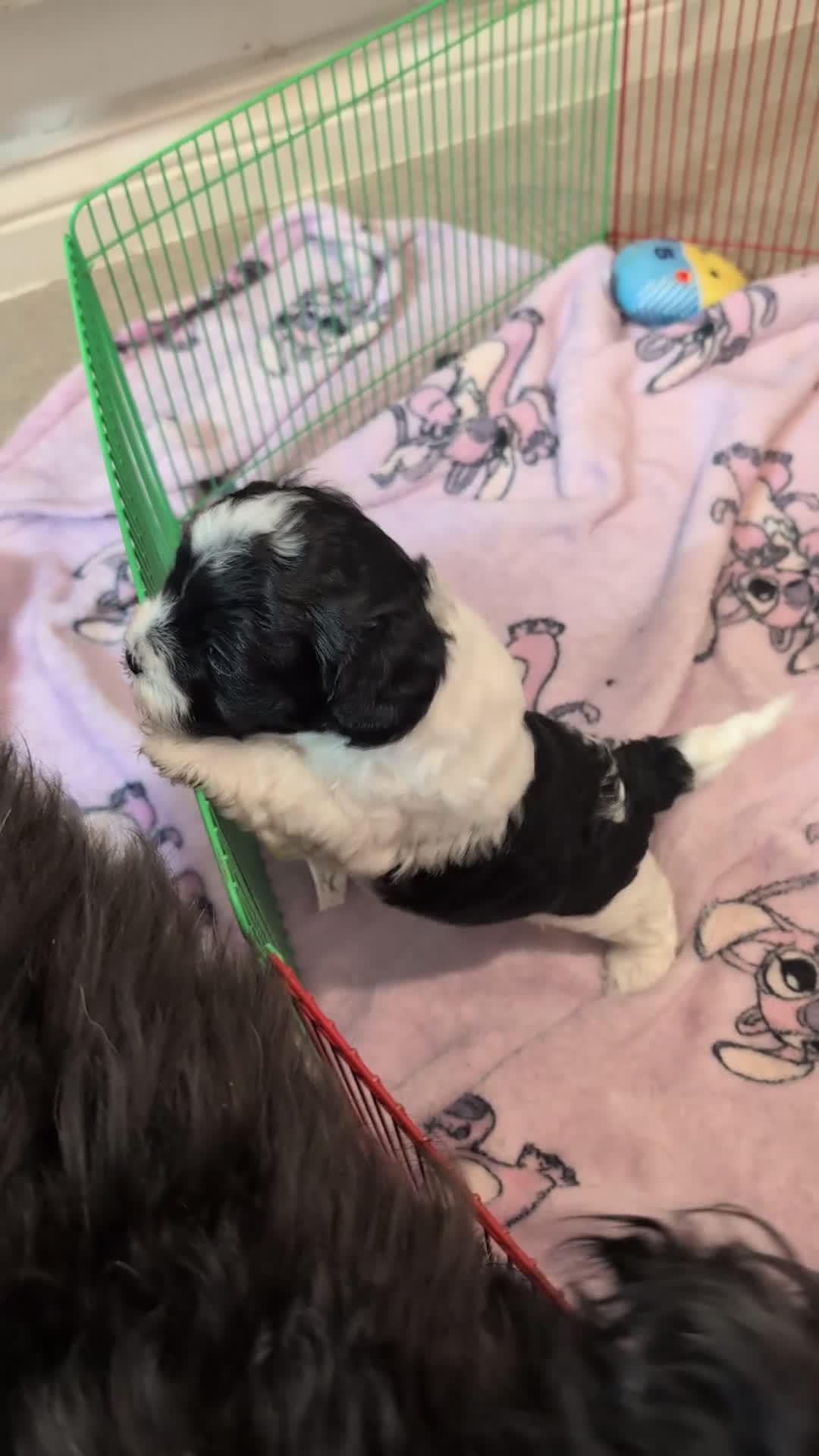 Shihpoo dogs for sale: Gorgeous shih-poo puppies - Video 2