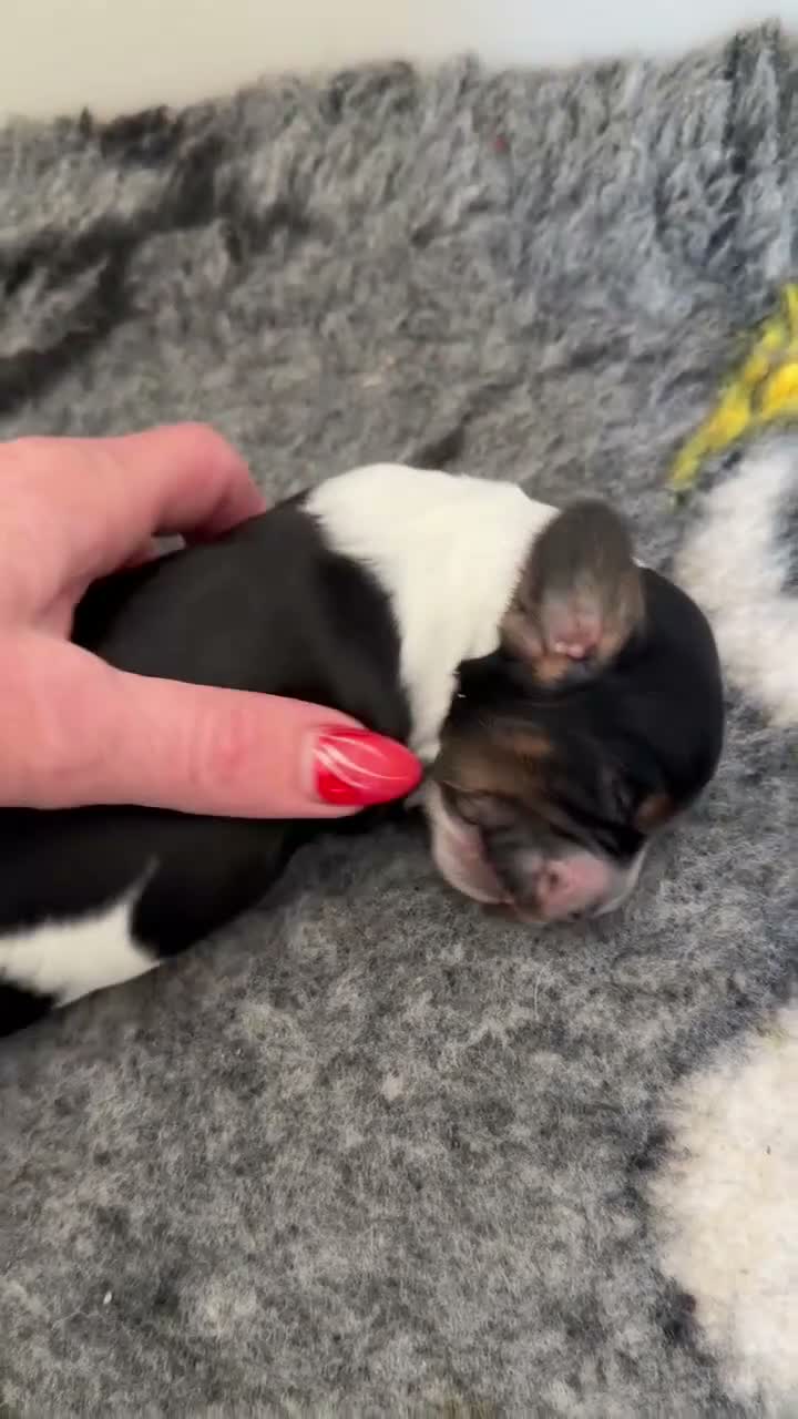 Cocker Spaniel dogs for sale: Stunning show type Cocker spaniel puppies  - Video 1