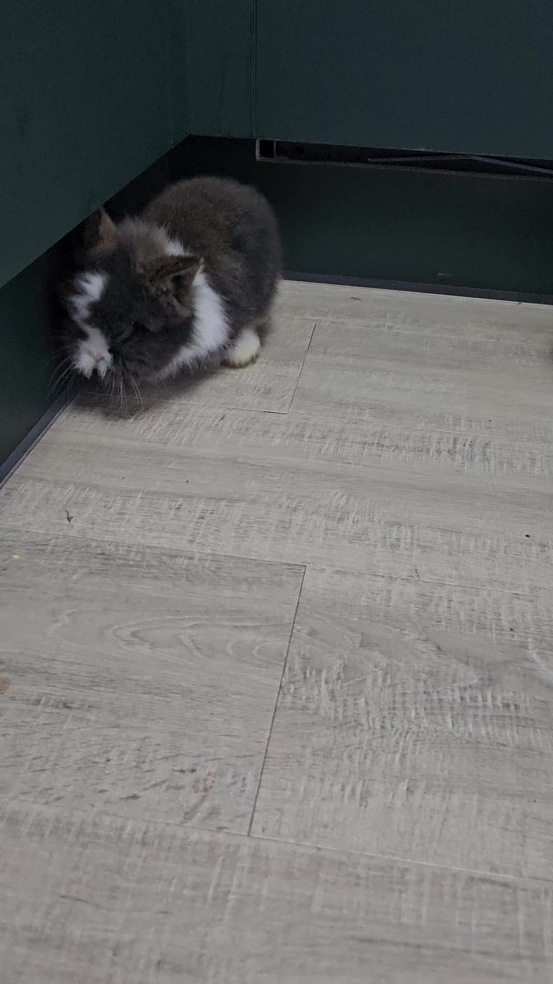 Lionhead rabbits for sale: Mini Lionhead Rabbits for Sale - Video 1