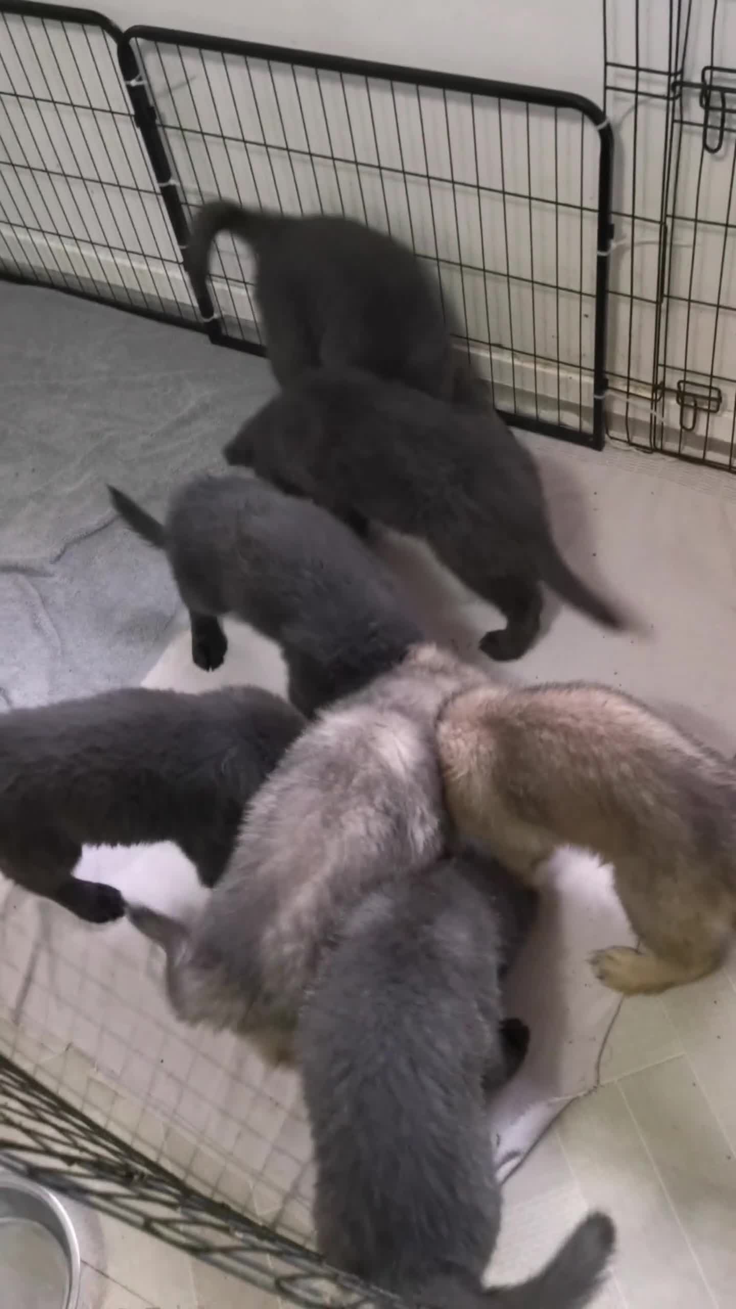 German Shepherd dogs for sale: 💙🐾 Rare Blue & Isabella German shepherd puppies  - Video 1