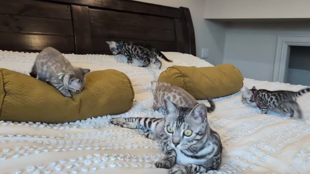Bengal cats for sale: 🖤🩶🤍 Stunning Bengal Kittens 🤍🩶🖤 - Video 1