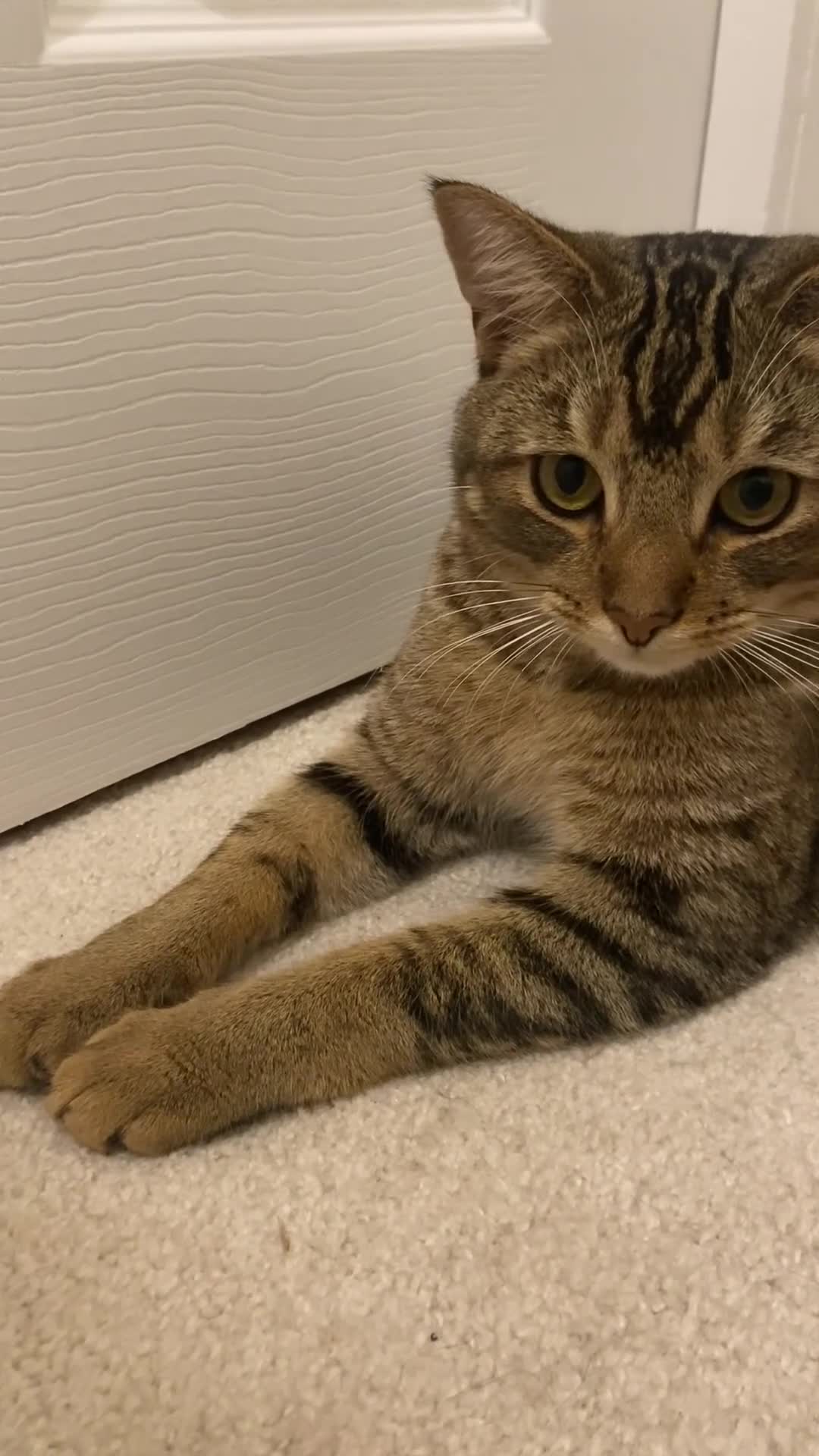 Mixed Breed cats for sale: Persian mix 9 month old kitten 💙 - Video 2