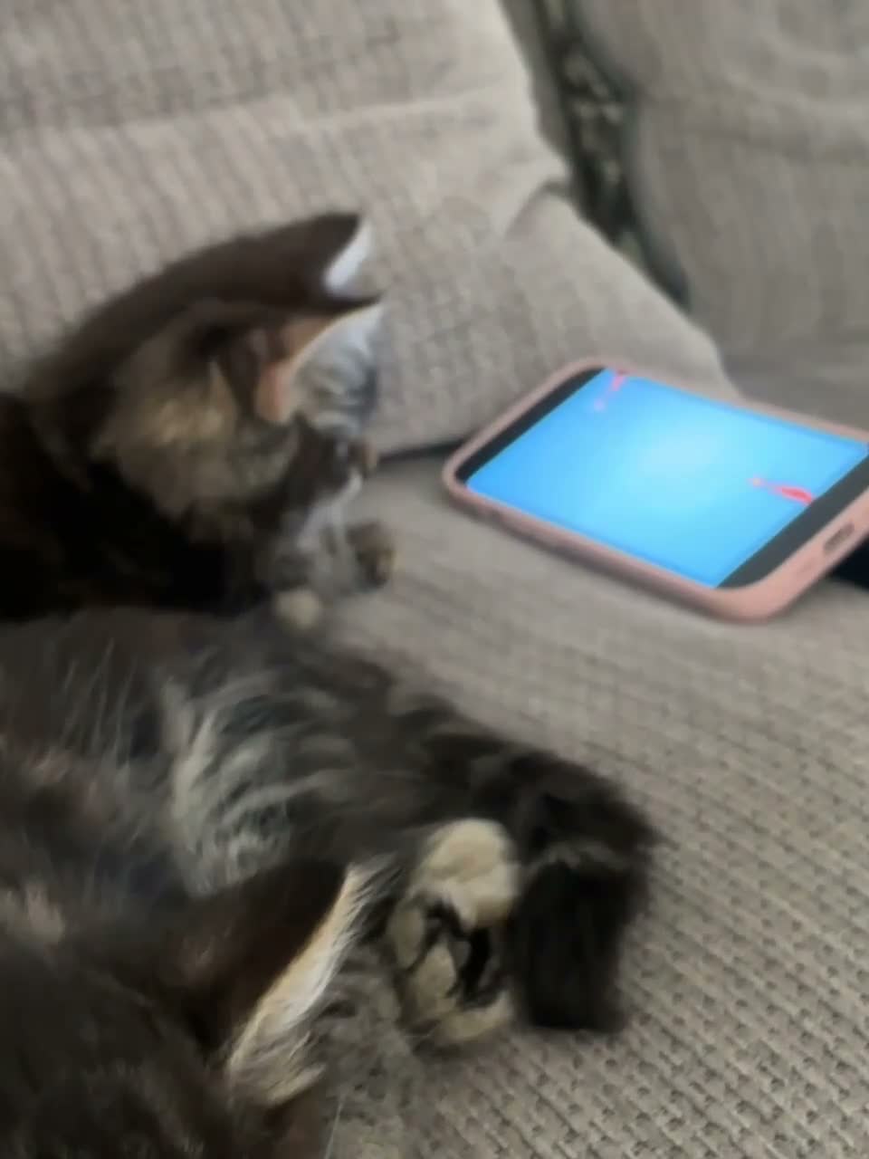 Mixed Breed cats for sale: 2 Maine coone/siberian kittens for sale  - Video 1