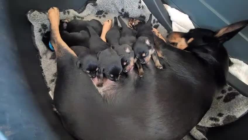 Mixed Breed dogs for sale: Australian Kelpie x Collie Pups in Llangadog - Video 1