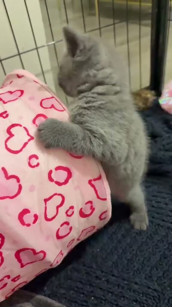 British Shorthair cats for sale: British short hair x domestic grey short hair  - Video 3
