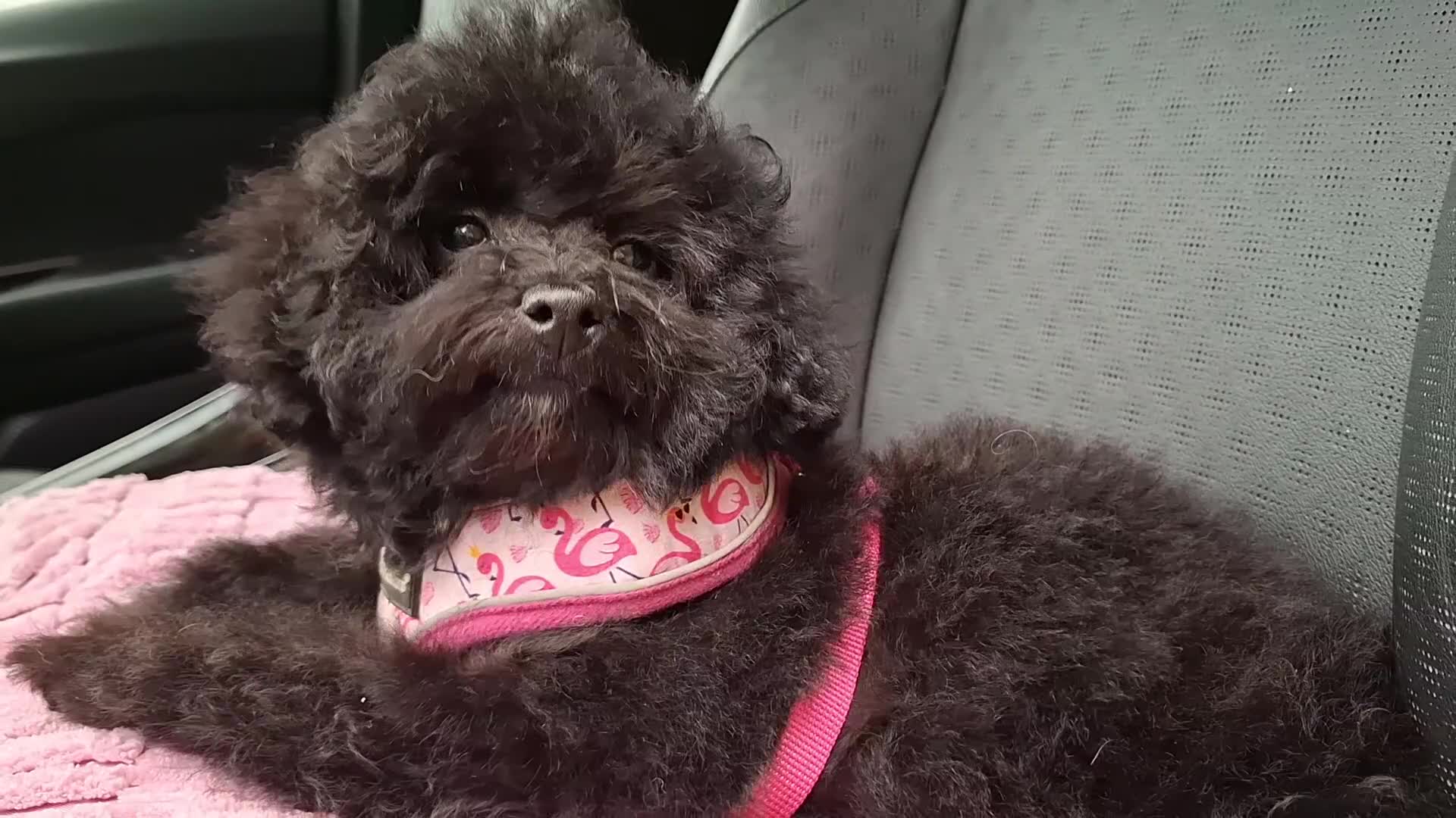 Toy Poodle dogs for sale: Asian toy poodle round eyes sable not jet black! - Video 1