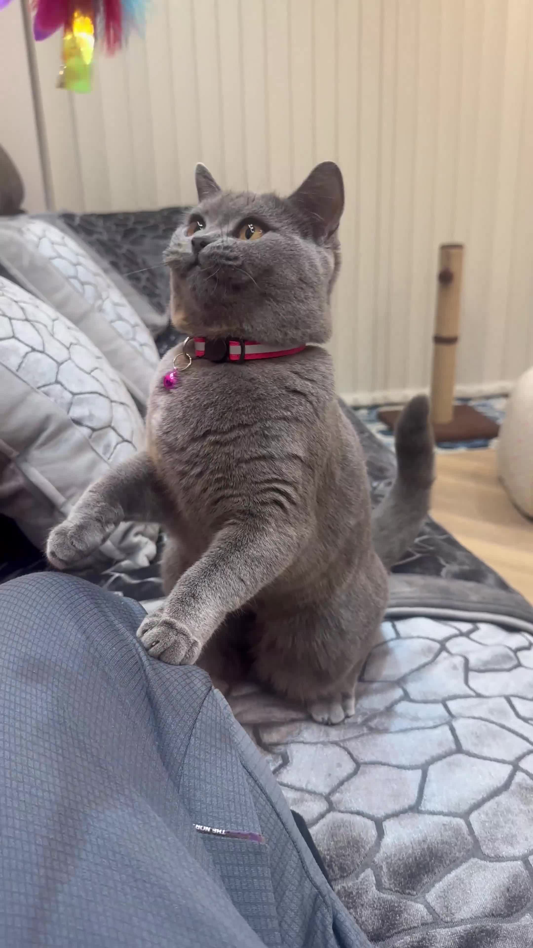 British Shorthair cats for sale: British short hair - Video 5