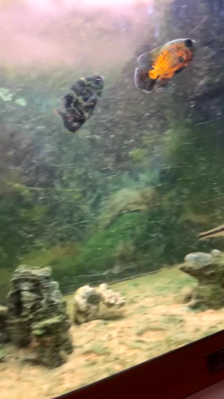 Other/Mixed Breed fish for sale: 3 fish and large tank  - Video 1