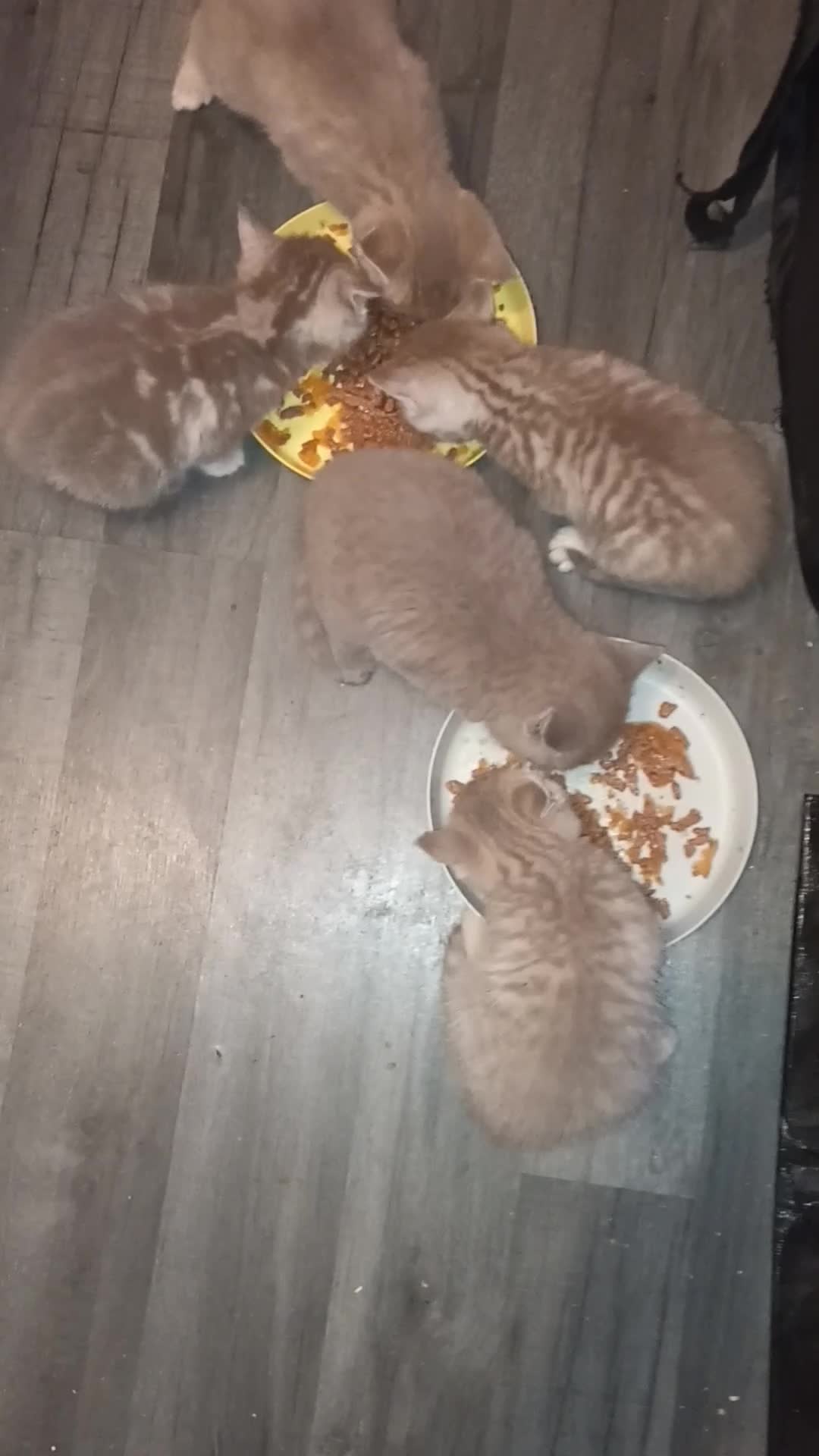 British Shorthair cats for sale: British short hair lilac cinnamon kittens - Video 2