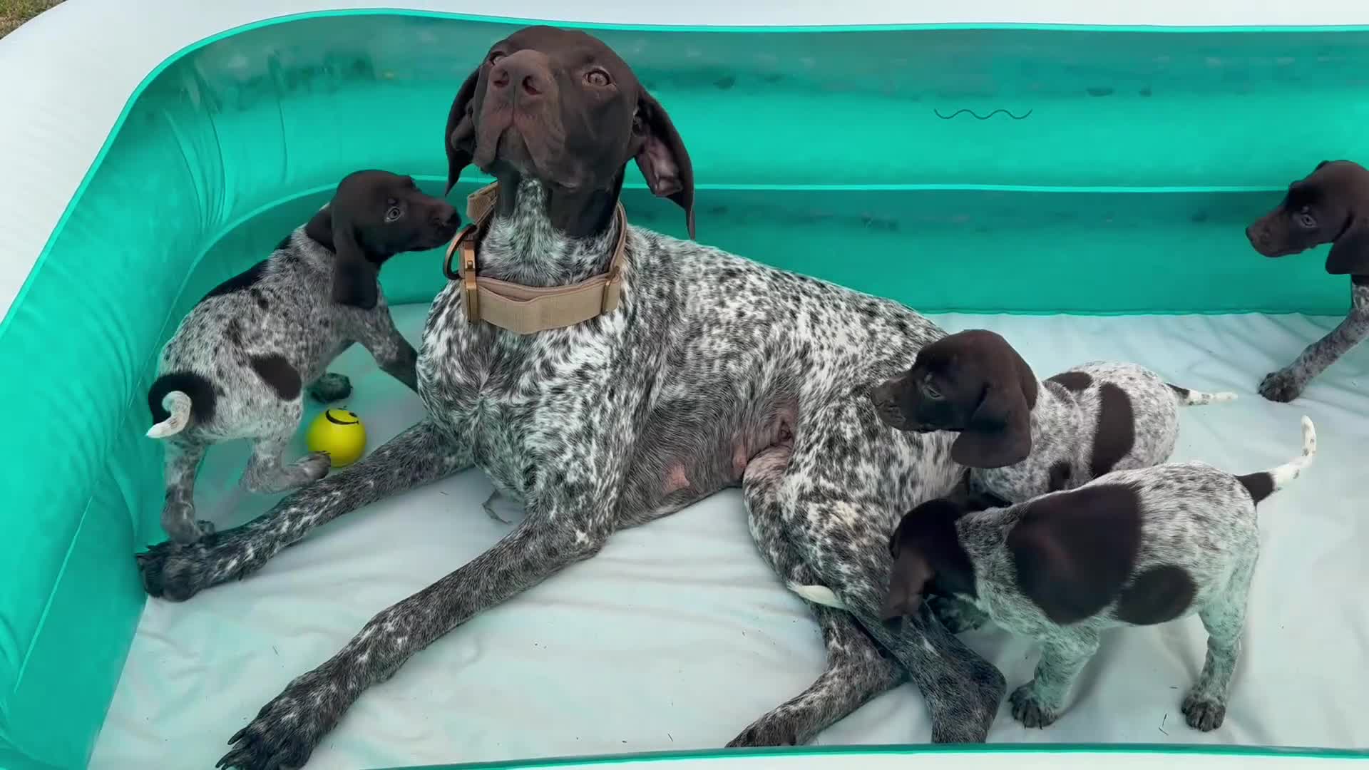 German Shorthaired Pointer dogs for sale: Exceptional KC German Shorthair Puppies  in Macclesfield - Video 1
