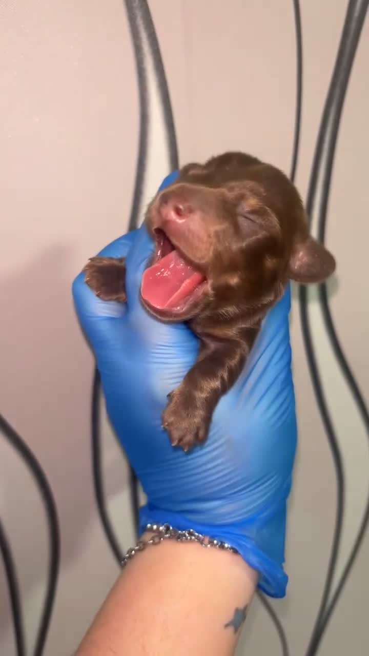 Dachshund dogs for sale: 3 smooth haired 1 long haired for sale!  - Video 2