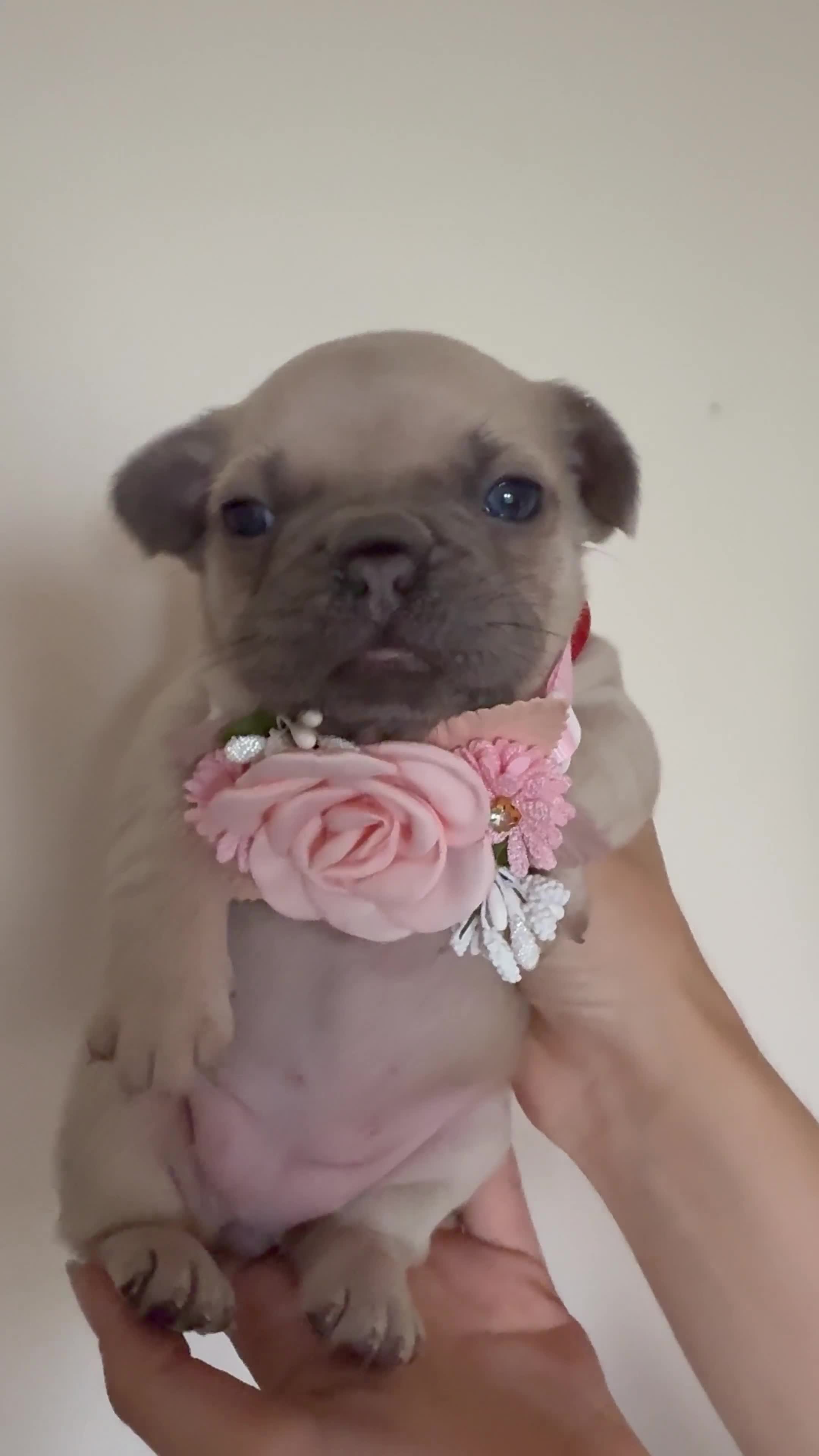 French Bulldog dogs for sale: Stunning platinum and lilac fawn boys and girls - Video 1